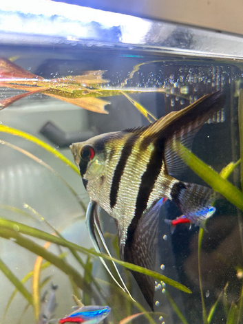 3 angel fish juvenile for sale