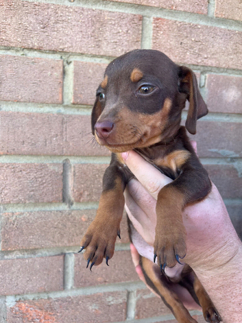 Jack Russel x dashound 1 boy