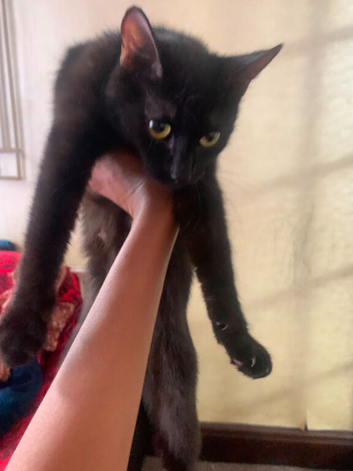 my black cat is missing in b100hx