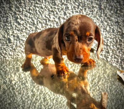 ️Miniature Dachshund Puppies