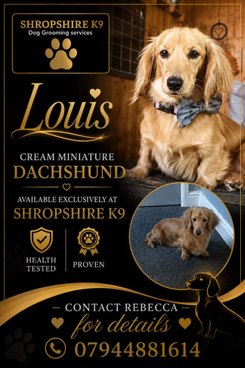 Cream miniature dachsund