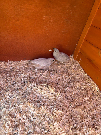Button quail