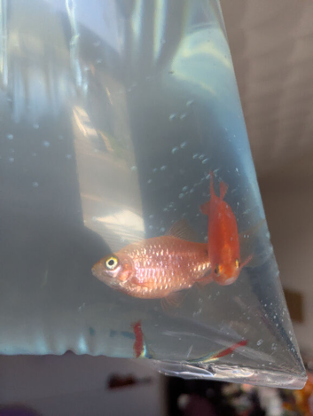 Rosy barbs, neon tetras, rainbow albino shark