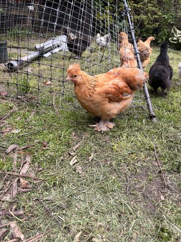 Pure Pekin Bantam growers 9 weeks