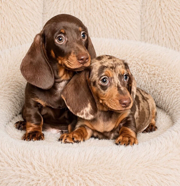 Gorgeous miniature dachshund puppies