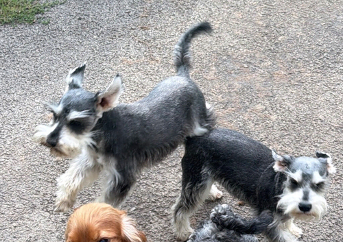 2 sisters looking for new homes
