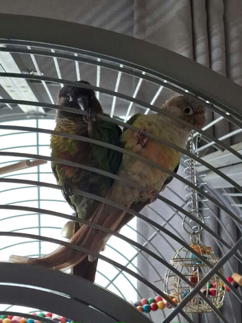 Bonded Pair of Conures