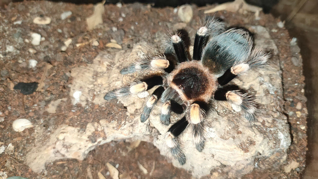 Brachypelma hamorii juvenile male for sale, tarantula spider