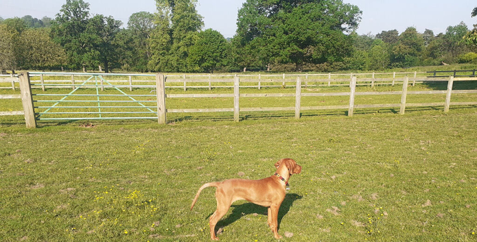 Vizsla girl