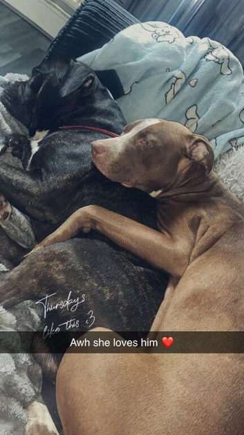 Puppies available