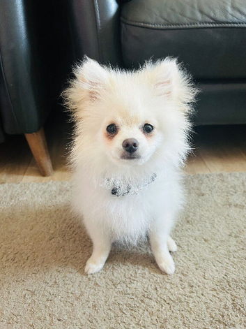 Beautiful boy looking for new home