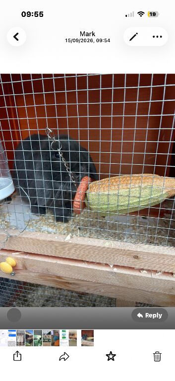 Female rabbit