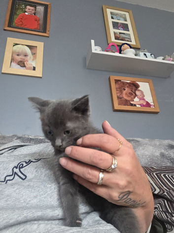 Tuxedo ragdolls ls for sale