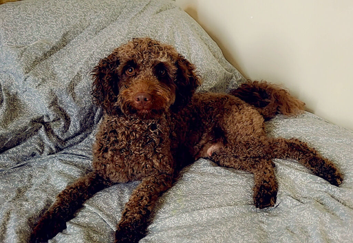 cockapoo puppies