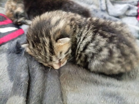 1 tabby male kitten
