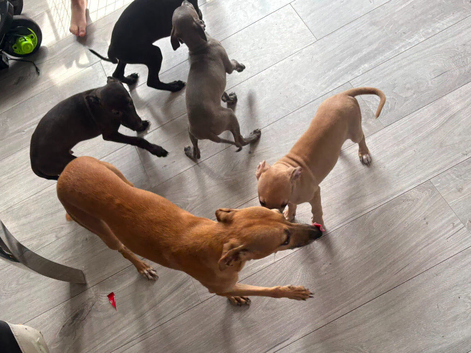 Italian greyhound x whippet