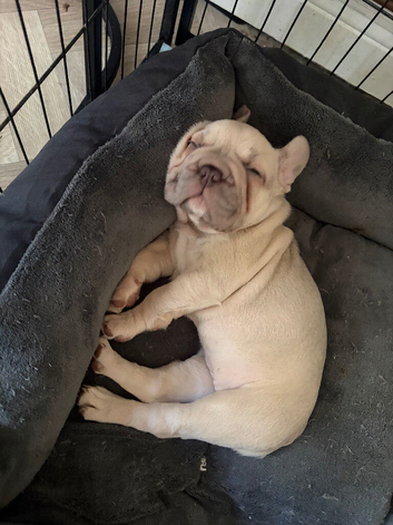 Two French Bulldogs