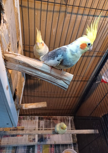 Proven Breeding Cockatiel Trio