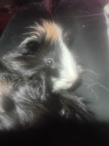 Two Male Guinea Pigs with Cage and Accessories