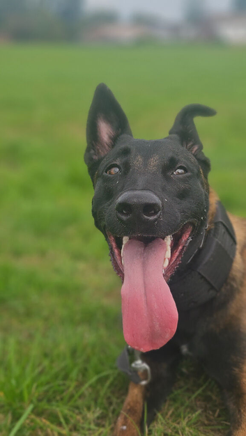 11 month mali shadow