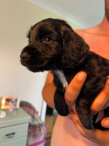 Working cocker spaniels
