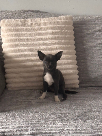 Chihuahua girl