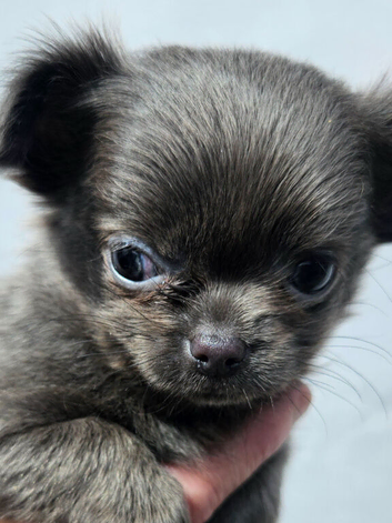 Chihuahua puppies