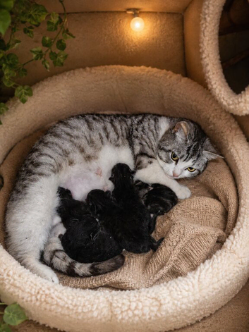 4 x Gorgeous Kittens for Sale
