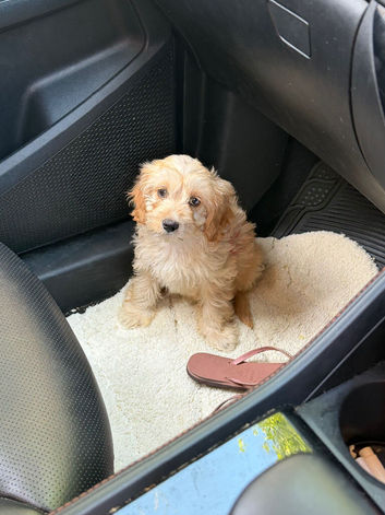 Last Cavapoo Girl