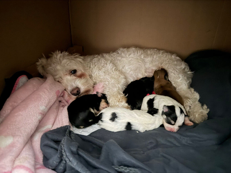 Bichon Frise cross Yorkshire Terrier Puppies