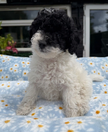 Beautiful Cavapoochon puppies ready now