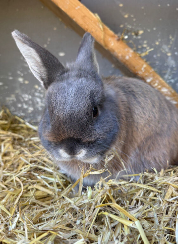 Rehome male rabbit