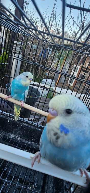 Baby budgies for sale 2 months old