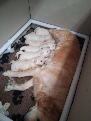 5 Golden Retriver Puppies