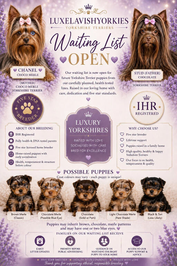 Your Little Yorkie Dream Starts Here
