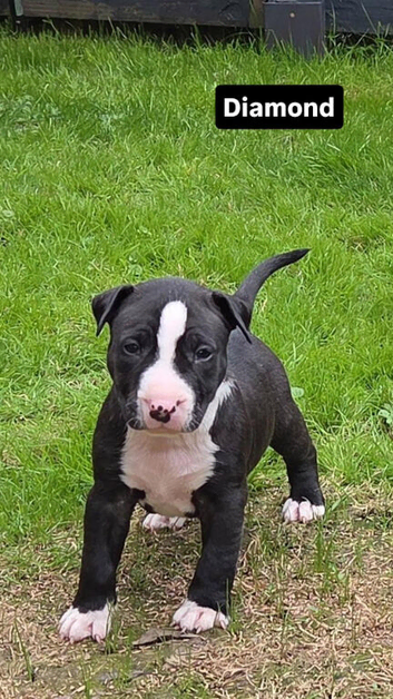 English bullterrier pupps