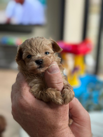 Teacup Size Maltipoo boy