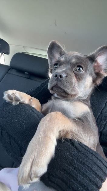 Frenchie