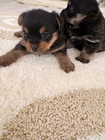 Yorkie x Pomeranian