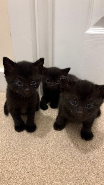 Three beautiful black kittens - ready from 21st November