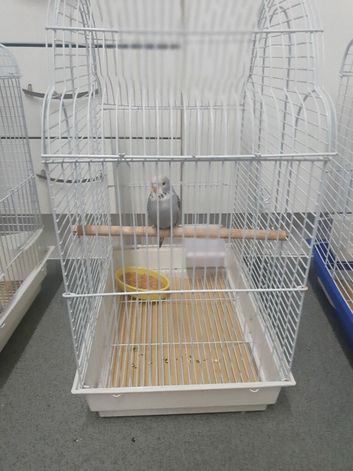 Budgie