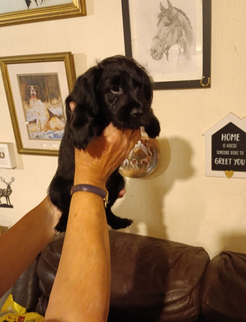 Lakeland/Russell X bordoodle bitch puppies