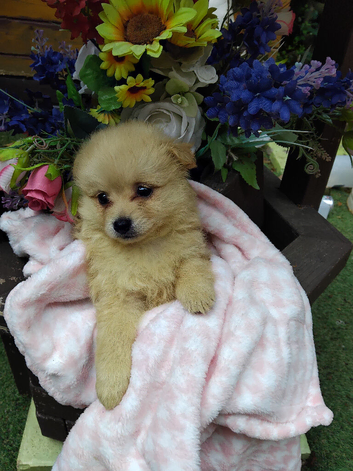 8 weeks old pameranian puppies