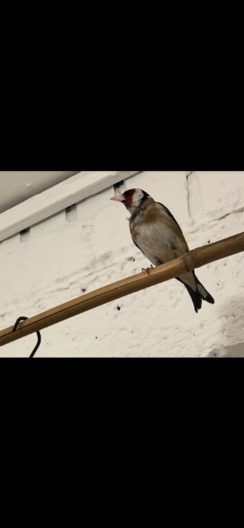 Goldfinch cock