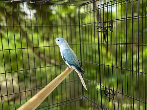 Opaline clear tail blue ringneck