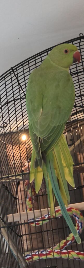 Green indian ring neck