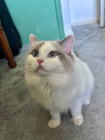 Gorgeous Ragdoll