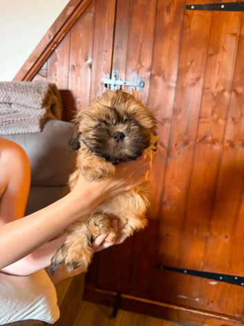 imperial karisishi dobie shih tzus