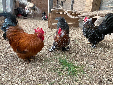 Bantam Cockerels