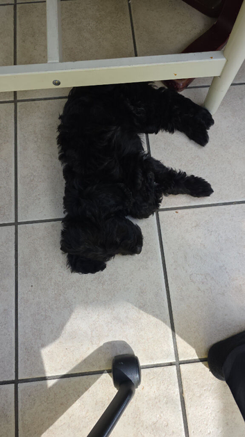 Lively Young Sproodle